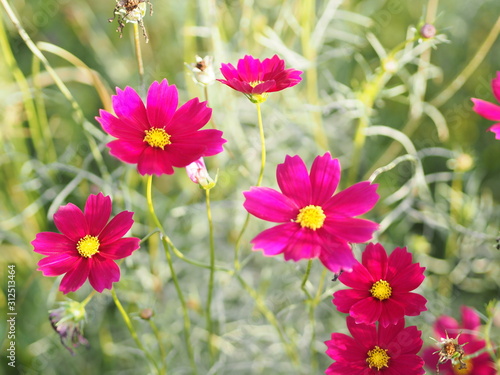 Cosmos flower in garden  pink color on blurred of nature background