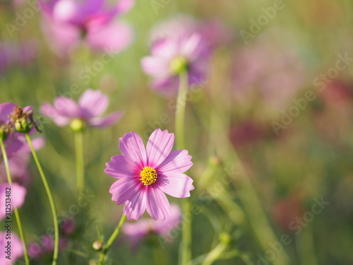 Cosmos flower in garden, pink color on blurred of nature background