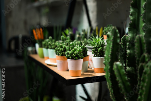 Green succulent in a clay pot in loft interior in scandinavian style photo