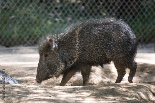 Chacoan Peccary in a Zoo