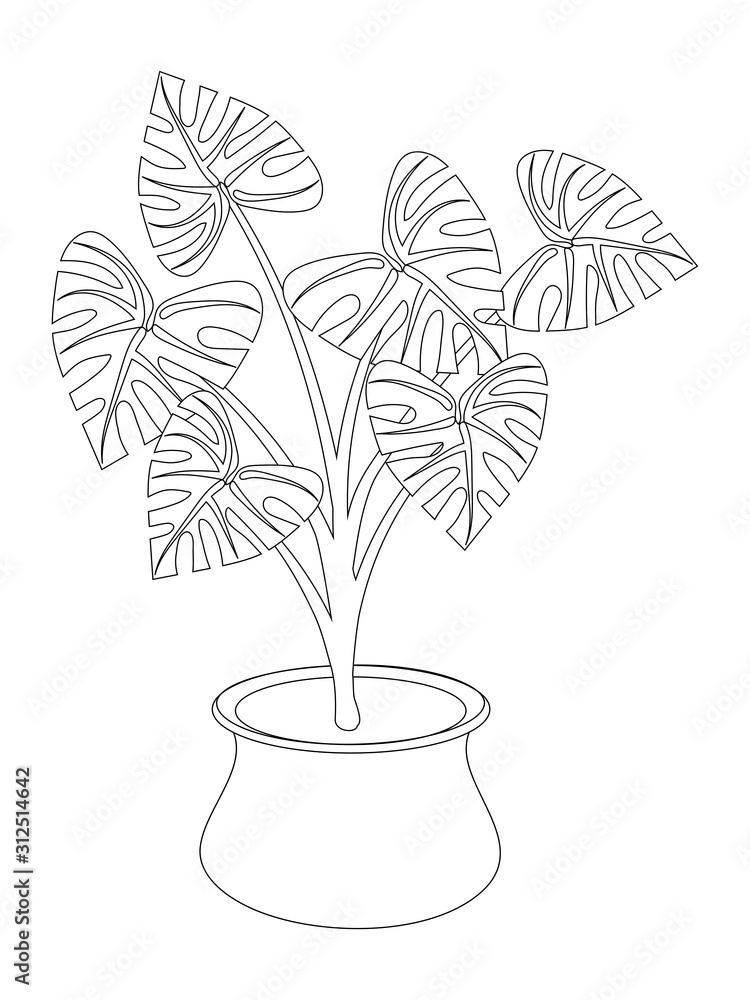 Obraz premium Monstera. houseplant in a pot. black and white outline drawing. tropical plant with leaky leaves. coloring book for children and adults.