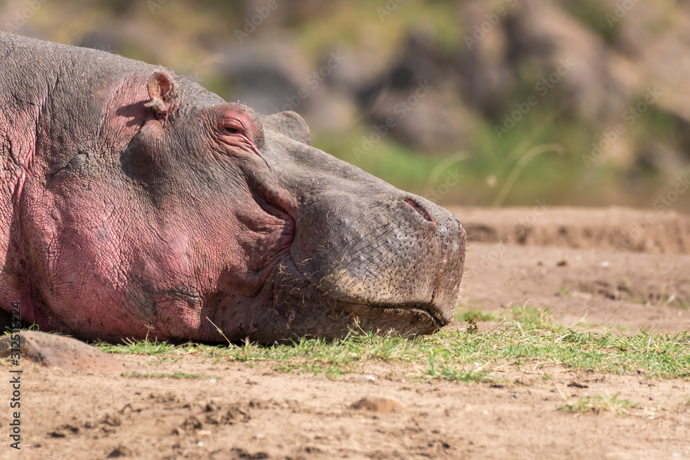 A hippo sleeping in the banks of Mara river inside Masai Mara National Reserve during a wildlife safari A hippo sleeping in the banks of Mara river inside Masai Mara National Reserve during a wildlife safari