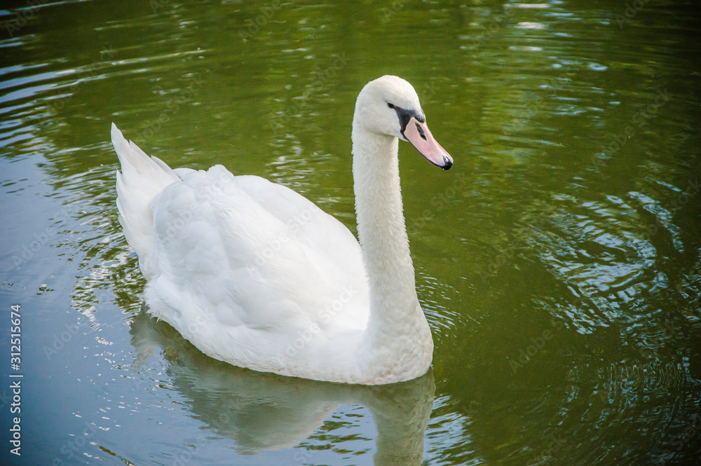 White swan on a pond White swan on a pond
