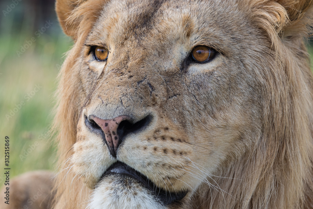 Fototapeta premium portrait of a lion