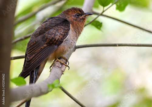 Plaintive Cuckoo is sitting o the tree branch