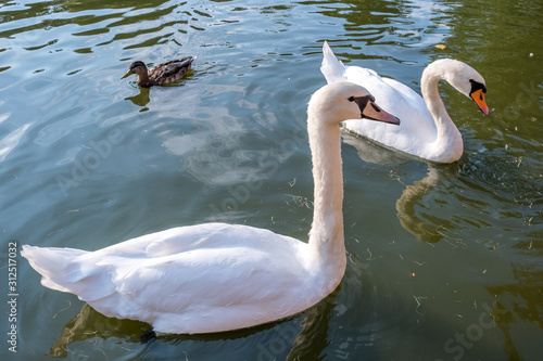 Two big white swans swimming on the surface of a lake of river water.