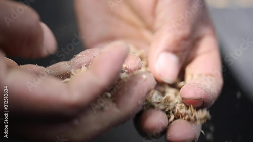 Seed Harvesting