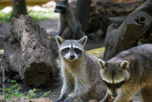 Close up of two racoons (Procyon lotor) © Rob