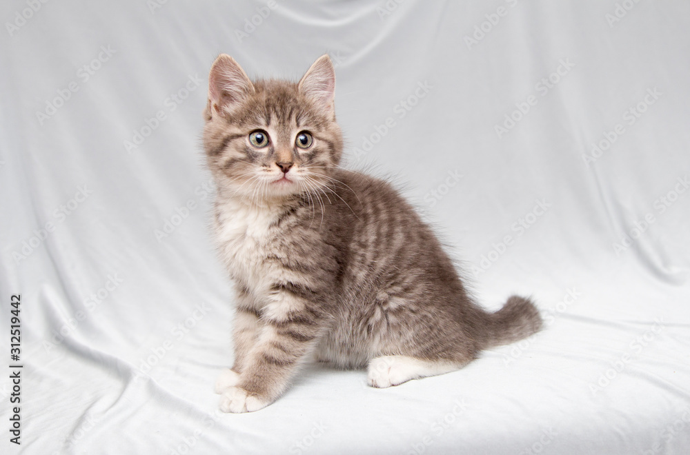 Fluffy striped gray kitten sits on a gray background. He has white paws and a thoughtful look.