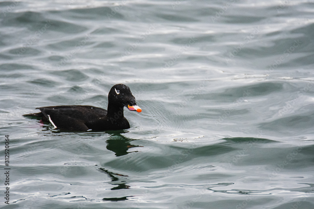 A view of a White-winged Scoter swimming in the sea. White Rock BC Canada November 28th 2019 A view of a White-winged Scoter swimming in the sea. White Rock BC Canada November 28th 2019