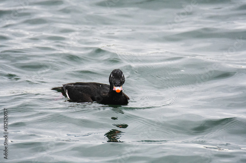 A view of a White-winged Scoter swimming  in the sea. White Rock    BC Canada    November 28th 2019 photo