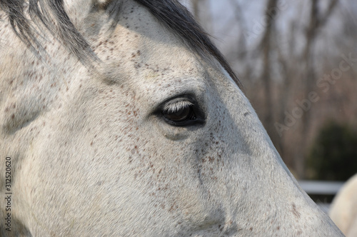 white horse eye © David