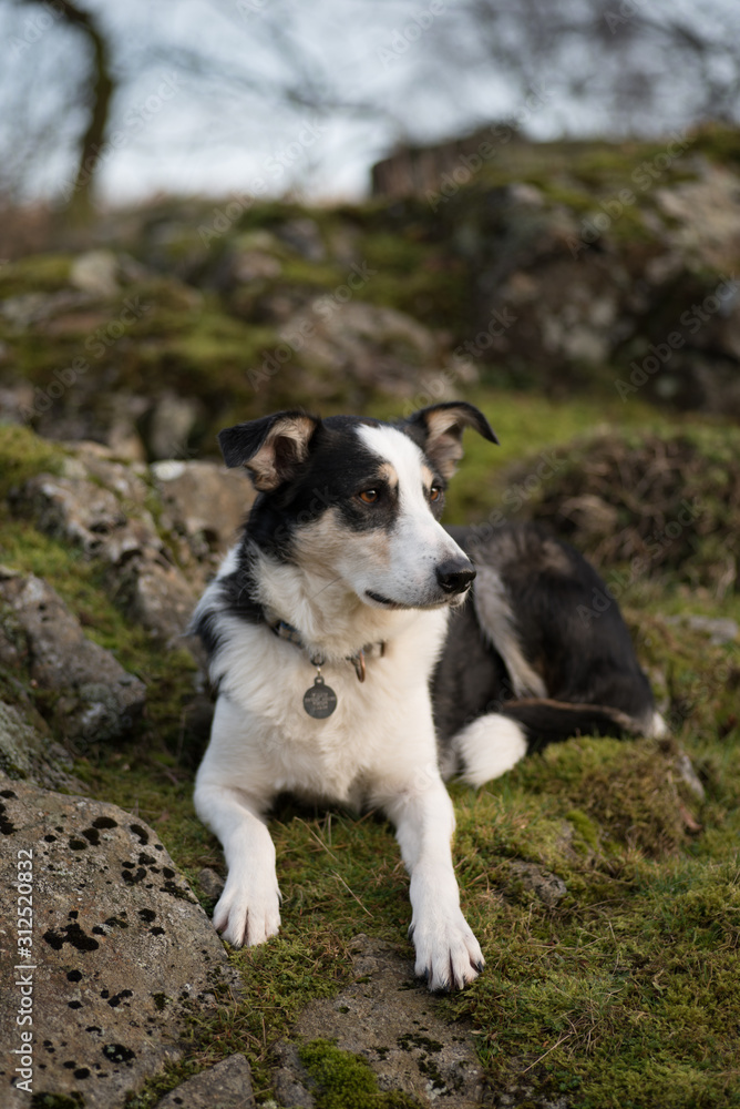 Sheepdog Sheepdog