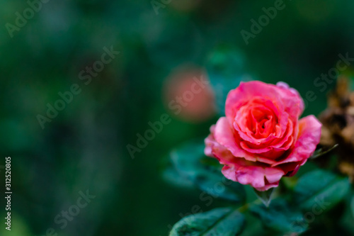 beautiful pink rose blossom fully opened on a blurry background with copy space. fresh morning concept