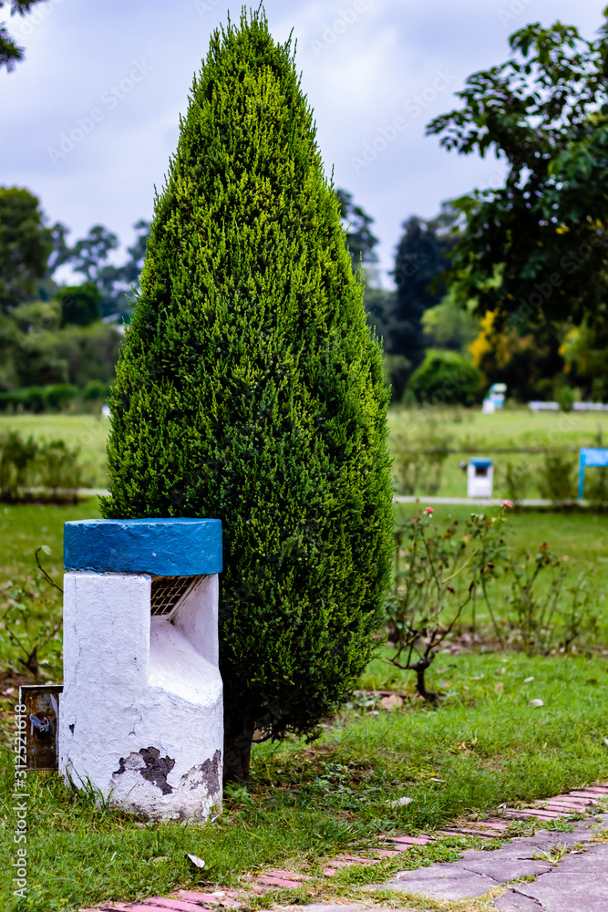 evergreen juniper tree with lamp post in a garden. cloudy morning concept