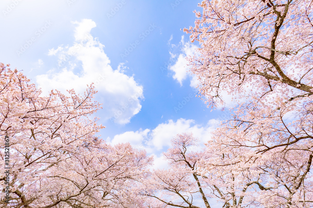 Tree, Cherry blossom, Branch