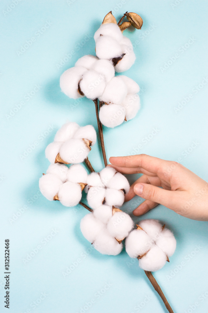 branch of white soft cotton in woman hand on blue background branch of white soft cotton in woman hand on blue background