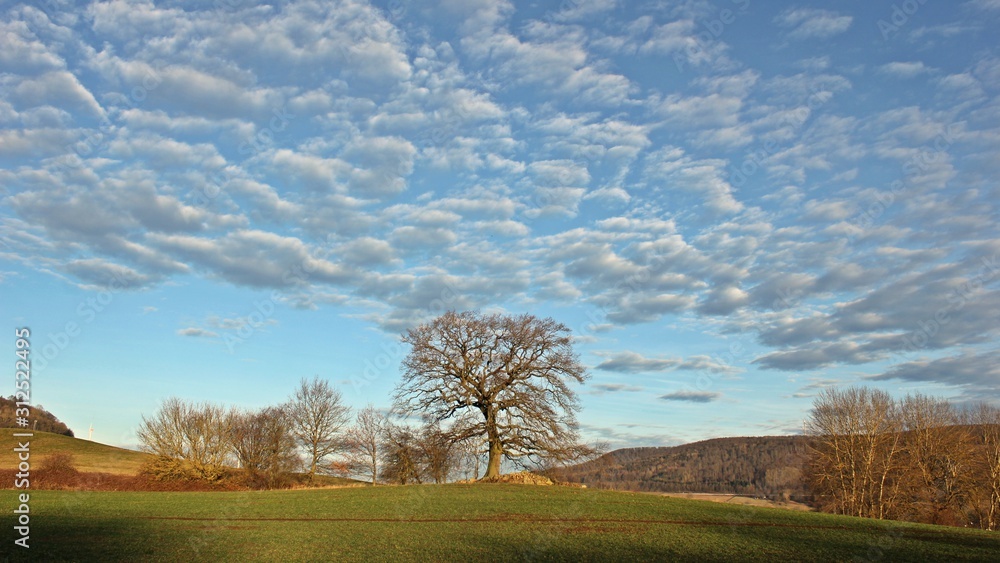 Fototapeta premium Alte Eiche im Winter vor Altocumulus-Wolken