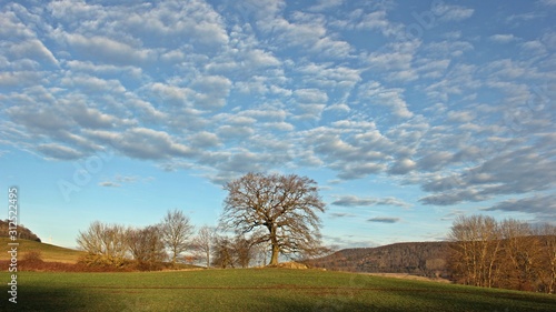 Alte Eiche im Winter vor Altocumulus-Wolken photo