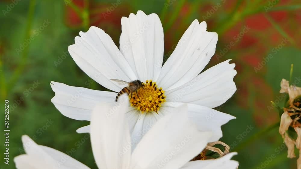 The bees are collecting nectar from beautiful flowers to take to the honeycomb. The bees are collecting nectar from beautiful flowers to take to the honeycomb.