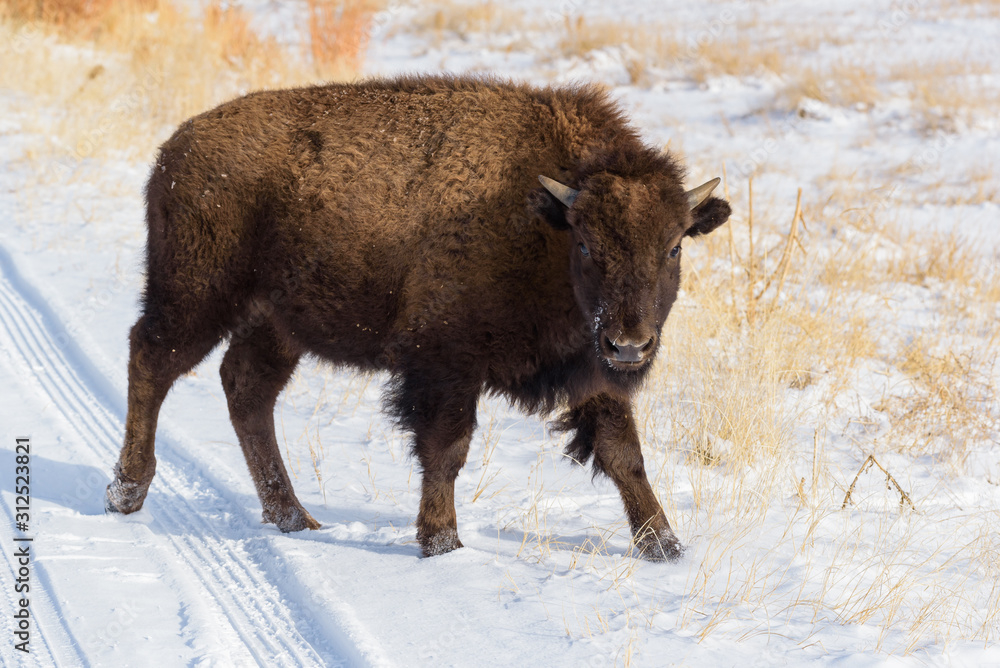 American Bison on the High Plains of Colorado. Bison in Snow American Bison on the High Plains of Colorado. Bison in Snow
