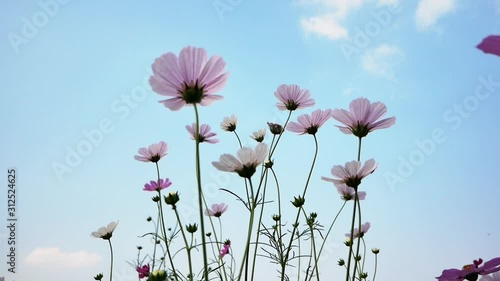 Beautiful flowers blown by the wind.