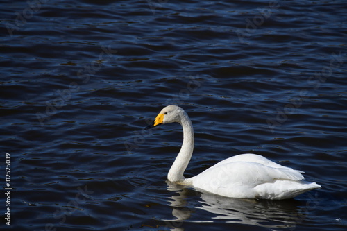 冬の朝のオオハクチョウ成鳥。日本、千葉県、2019年12月