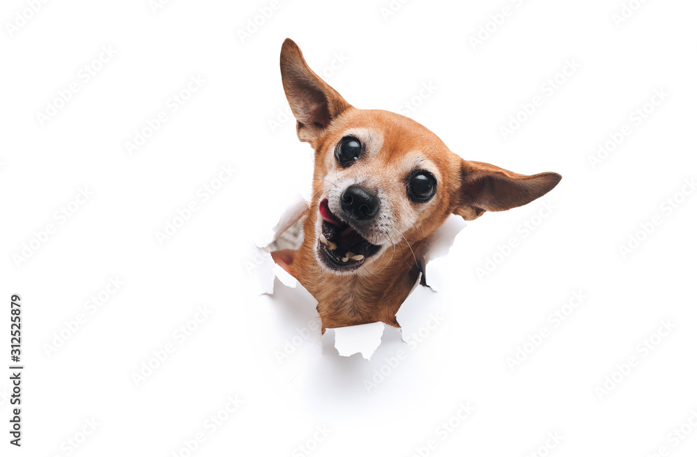 Funny bug-eyed muzzle. The head of old dog through a hole on a white torn paper background. Russian Toy Terrier. ?opy space, isolated. Concept of spy, curiosity and snoop. Appetite and lick. Funny bug-eyed muzzle. The head of old dog through a hole on a white torn paper background. Russian Toy Terrier. ?opy space, isolated. Concept of spy, curiosity and snoop. Appetite and lick.