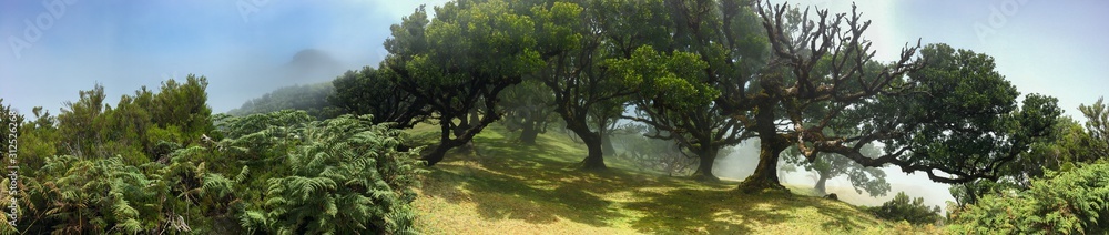 Mystical ancient laurel tree covered with perennial moss. panoramic shooting. Madeira Island Portugal. Mystical ancient laurel tree covered with perennial moss. panoramic shooting. Madeira Island Portugal.