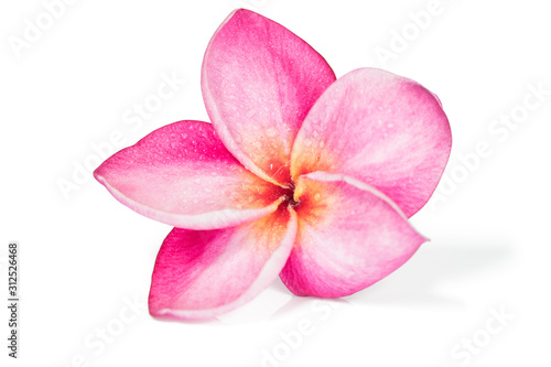 Single Pink frangipani flower or plumeria on white background , isolated