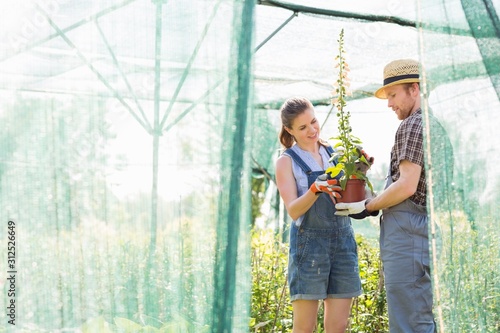 Male and female gardeners discussing over potted plant at greenhouse