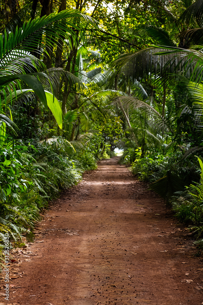 Ground rural road in the middle of tropical jungle, Seychelles, vertical composition.