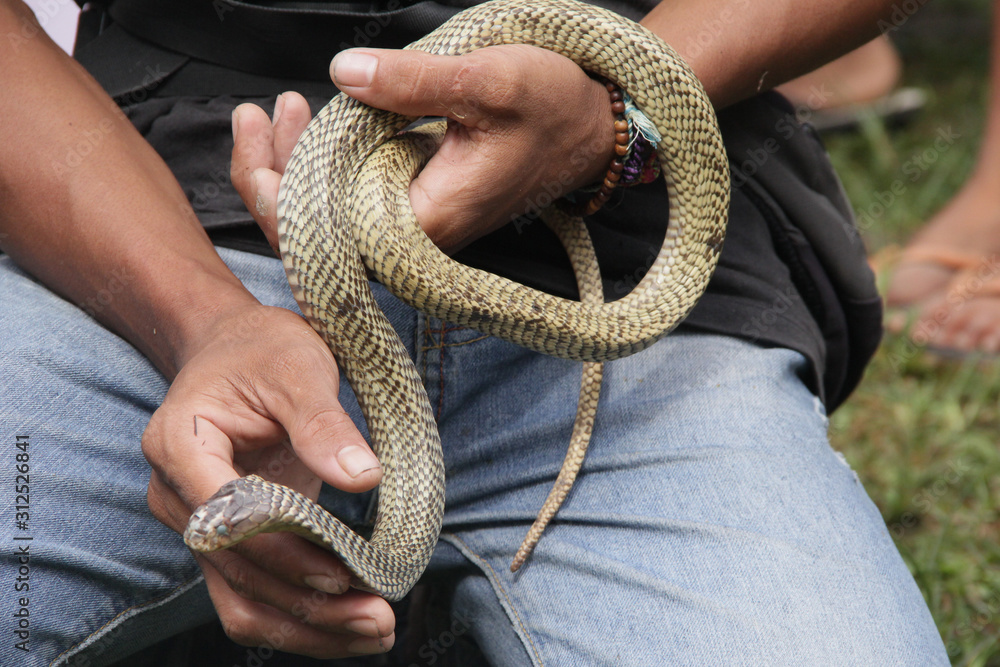 Fotka „Snake monocled siamese cobra baby (Naja kaouthia). Baby Cobra ...