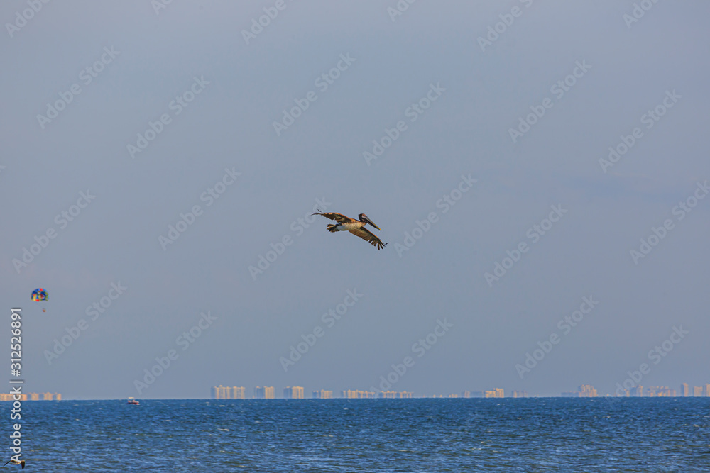 Flying Pelican bird watching for fish at shore of Gulf of Mexico in Florida in spring