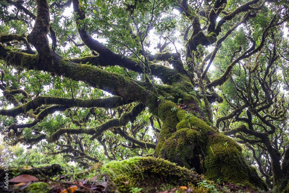 Fototapeta premium Mystical ancient laurel tree covered with perennial moss. Laurisilva forest. Madeira Island Portugal.