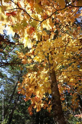 Kamikochi, Chubu-Sangaku National Park, Nagano, Japan photo