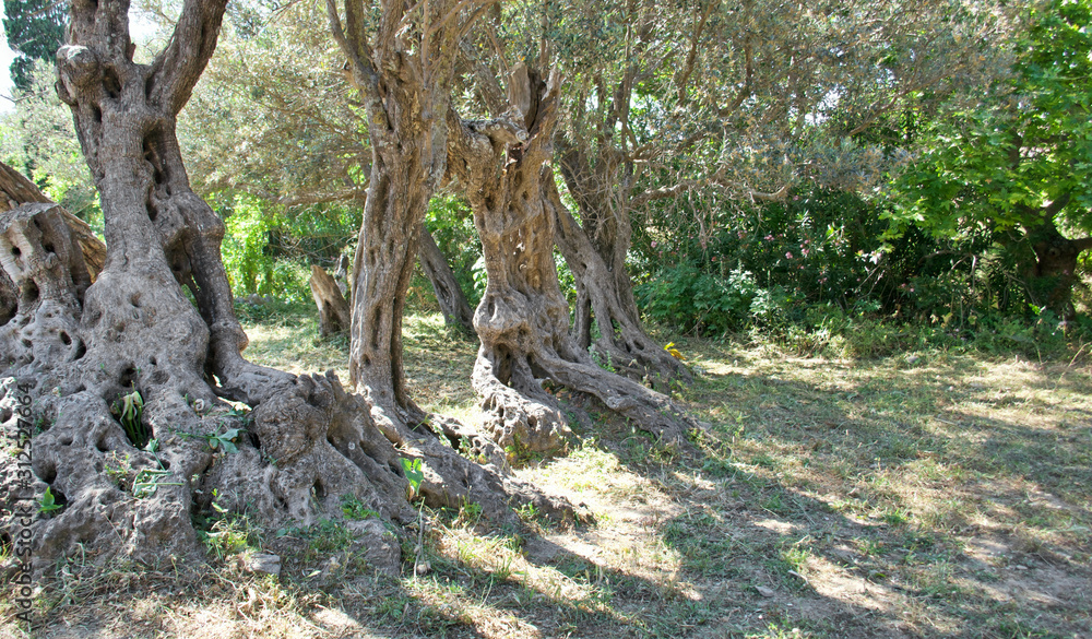 Fototapeta premium Ancient olive trees on Naxos,Greece