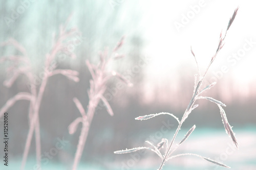 Blurred beautiful spring natural background. For spring cards with copy space. © Ekaterina