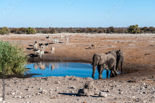 African Elephants, Zebras, and Antilopes gathering Near a waterhole in Etosha National Park, Namibia.