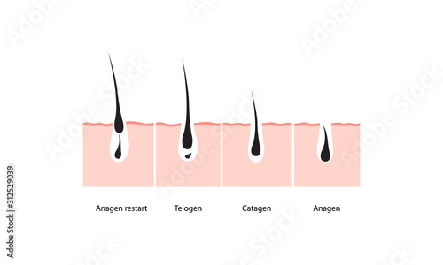 Hair growth cycle skin. vector illustration