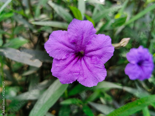 Closeup beautiful purple of Ruellia tuberosa flower. Fresh and pretty flower in park