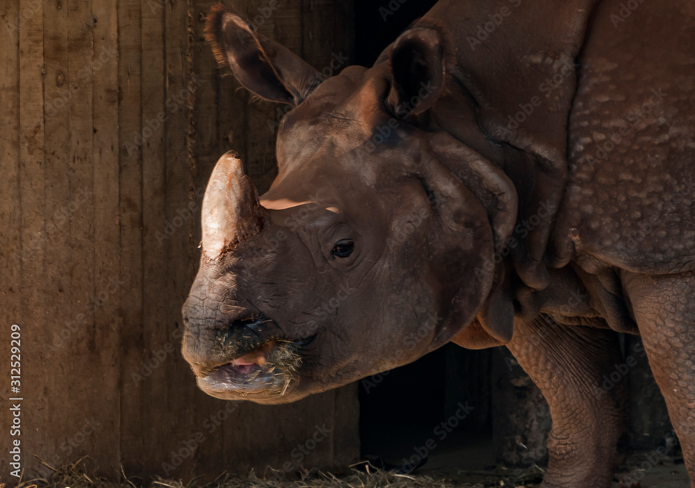 Naklejka premium Rinoceronte en el Zoo de Madrid, España