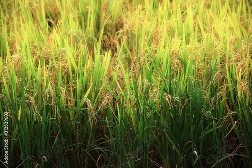 Close up of transition from green to yellow of rice field
