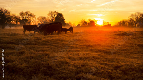 Φωτογραφία Beef cattle in a pasture with a golden sunrise or sunset
