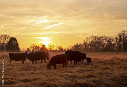 Beef cattle in a pasture with a golden sunrise or sunset