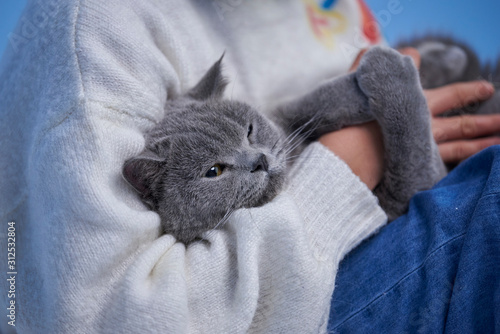 A little asian girl is holding a cute English shorthair cat