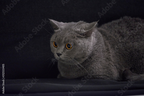 Close up of a cute English shorthair cat