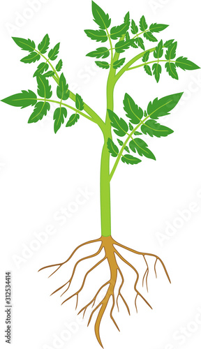 Tomato plant with green leaf and root system isolated on white background