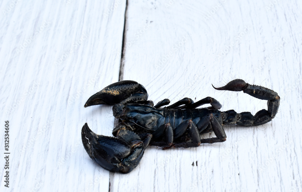 A large black scorpion on a white wooden table