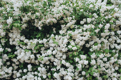 A lot of white blooming spirea in a botanical garden. Beautiful flowers that bloom in spring. Background, blossom, bloom.